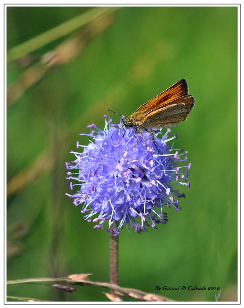Thymelicus sylvestris? Hesperiidae